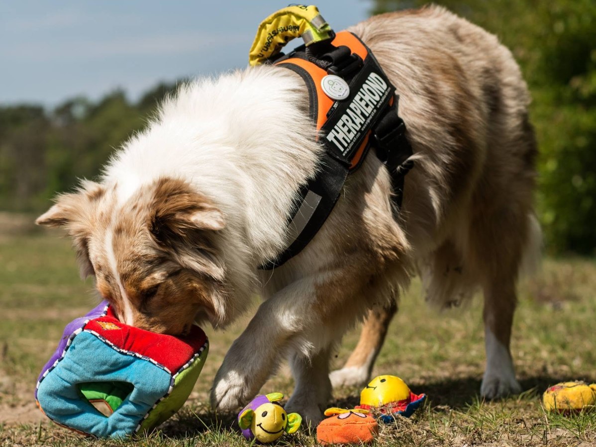 Zero to Hero: Van herplaatser naar een stabiele hond met een nieuwe toekomst.