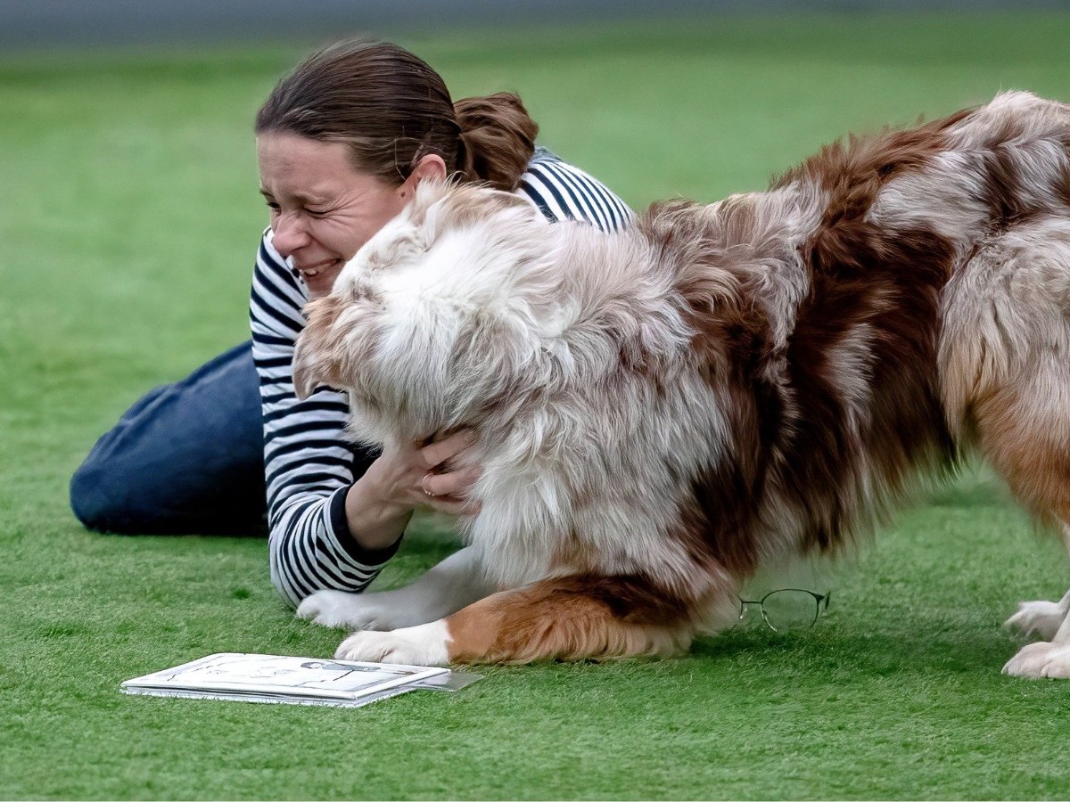 Tussen Mens en Hond online begeleidingsprogramma